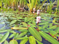 Preview: Wasserknöterich - Polygonum amphibium